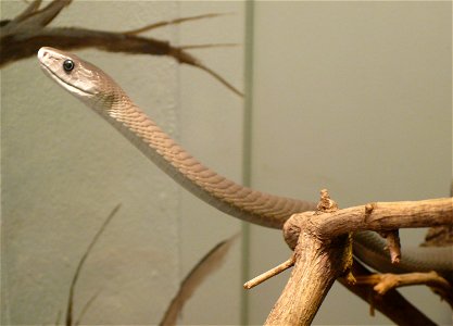 Black mamba (Dendroaspis polylepis)