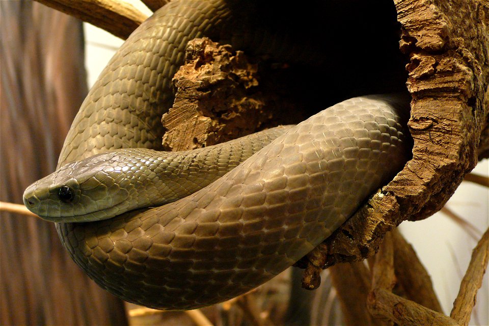 Black mamba (Dendroaspis polylepis)