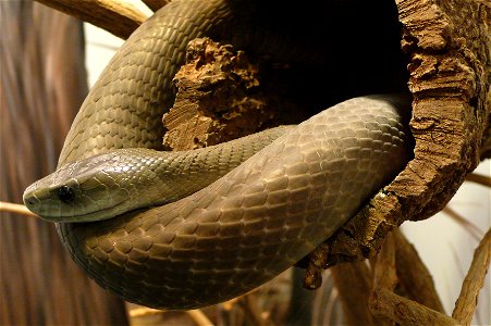 Black mamba (Dendroaspis polylepis)