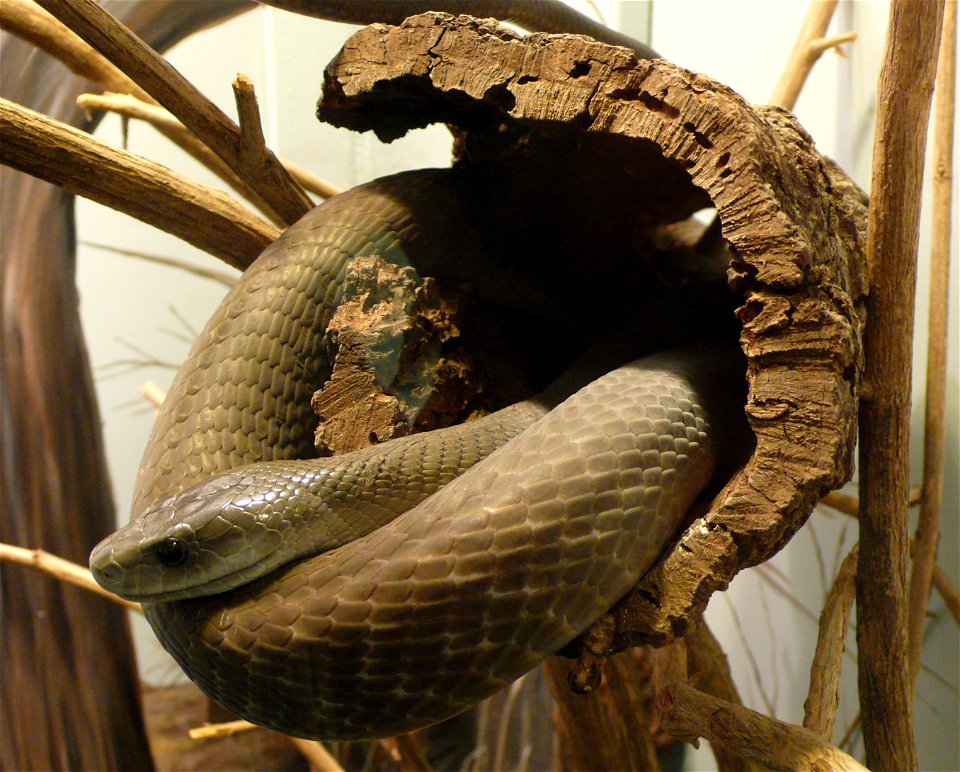 Black mamba (Dendroaspis polylepis)