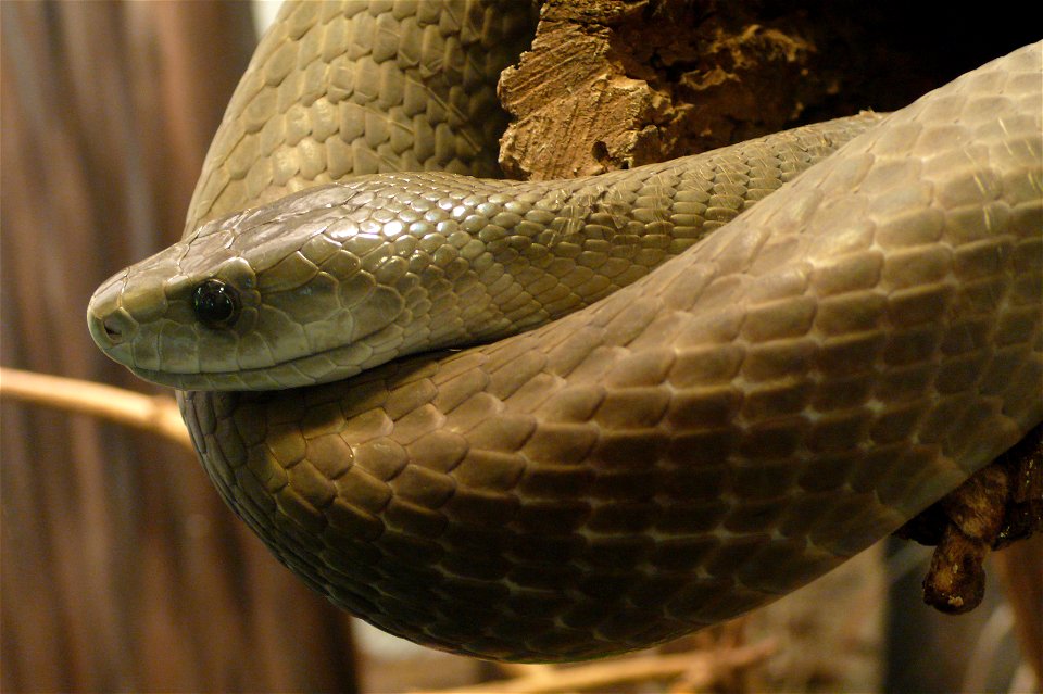 Black mamba (Dendroaspis polylepis)