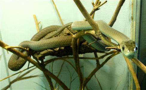 Black mamba Dendroaspis polylepis