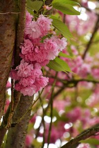 Plant branch japan cherry tree photo
