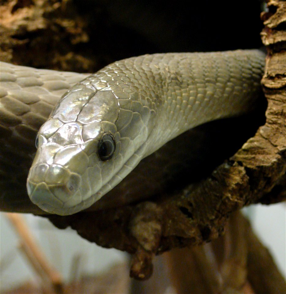 Black mamba (Dendroaspis polylepis)