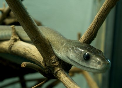 Black mamba (Dendroaspis polylepis)