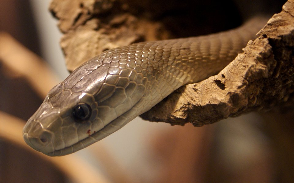 Black mamba (Dendroaspis polylepis)