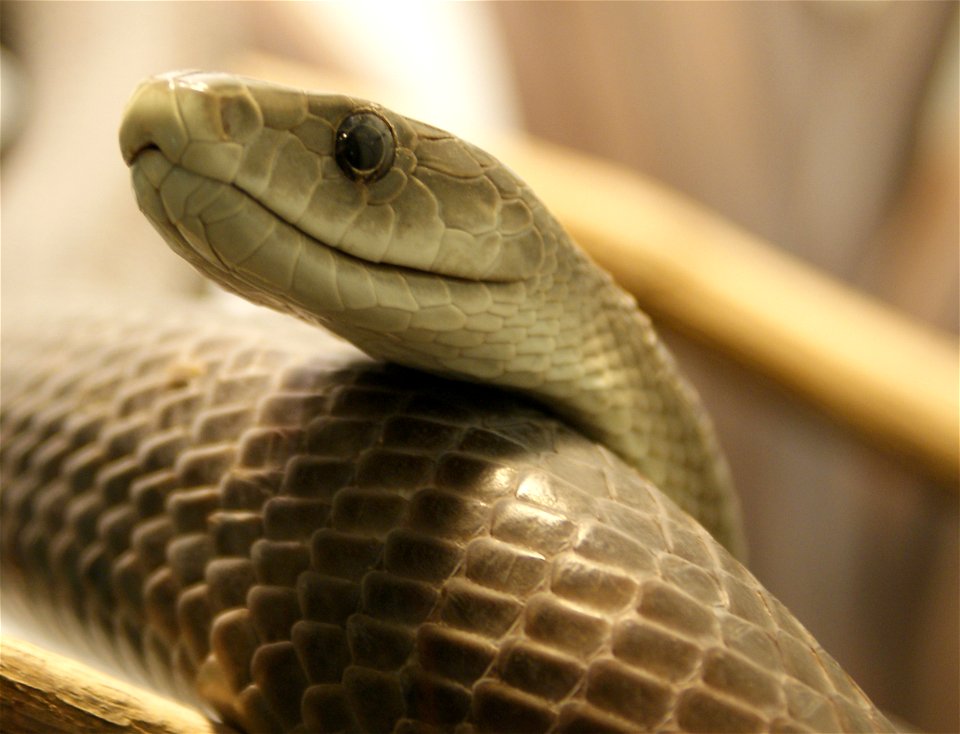 Black mamba (Dendroaspis polylepis)