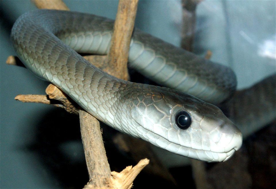 Black mamba (Dendroaspis polylepis)