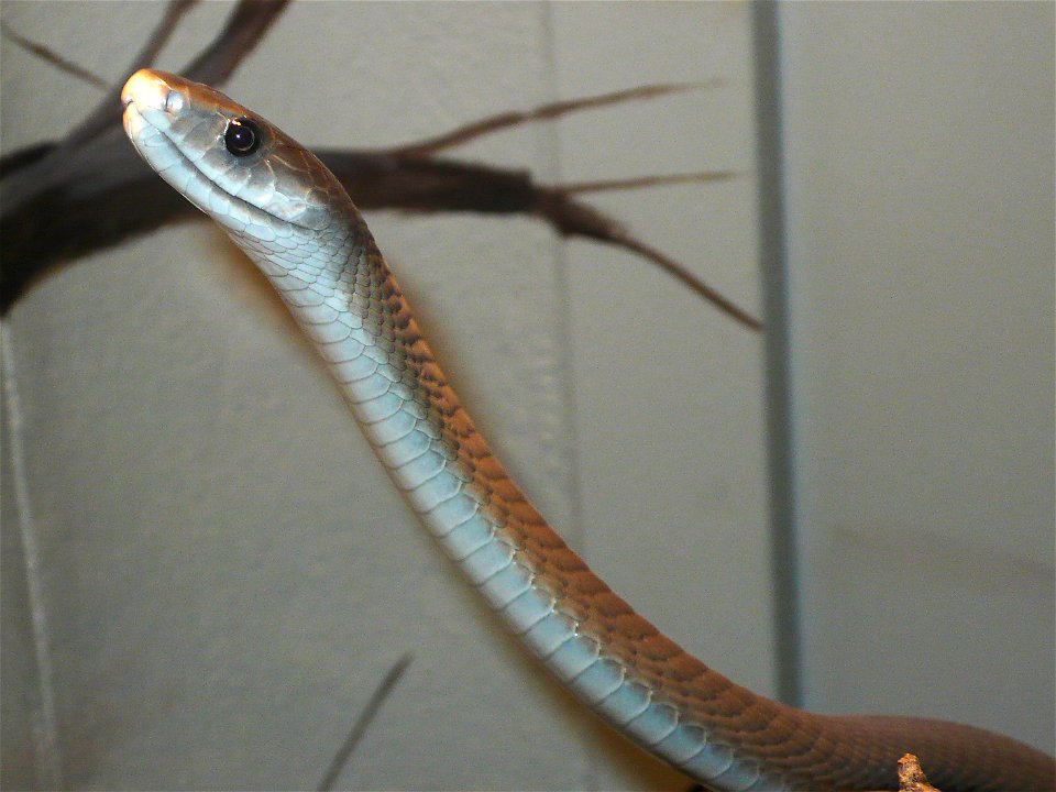 Black mamba (Dendroaspis polylepis)