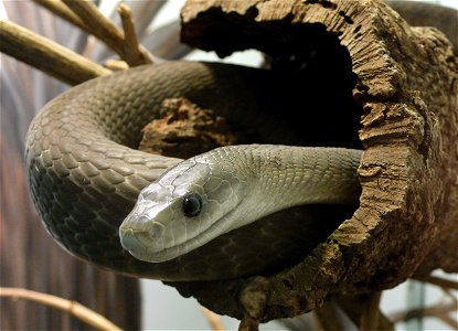 Black mamba (Dendroaspis polylepis)