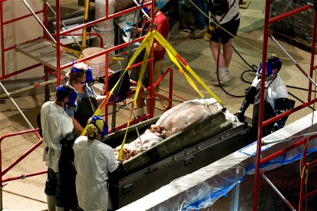 Giant squid being removed from its formalin preservative at the Smithsonian's Museum Support Center in Suitland, Maryland. The specimen is now on display at the National Museum of Natural History's Sa