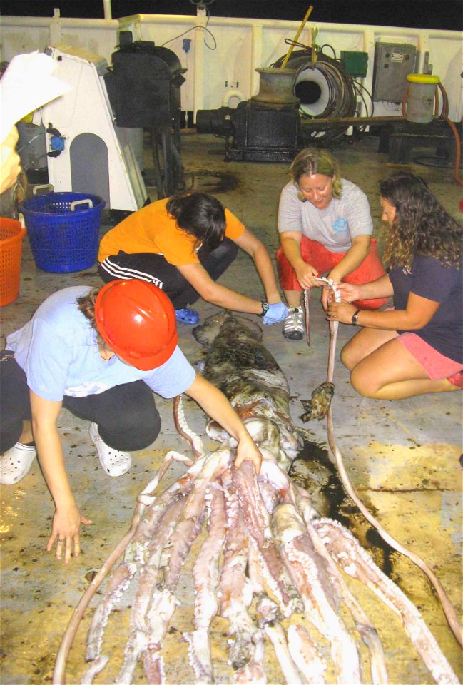 Giant squid (Architeuthis dux) specimen MOL 1130046, trawl netted on 30 July 2009 by NOAA research vessel Godon Gunter off Louisiana, United States