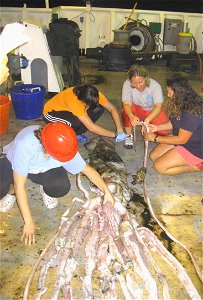 Giant squid (Architeuthis dux) specimen MOL 1130046, trawl netted on 30 July 2009 by NOAA research vessel Godon Gunter off Louisiana, United States photo