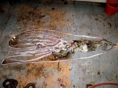 Giant squid (Architeuthis dux) specimen MOL 1130046, trawl netted by NOAA research vessel Godon Gunter off Louisiana, United States. Image by NOAA. photo
