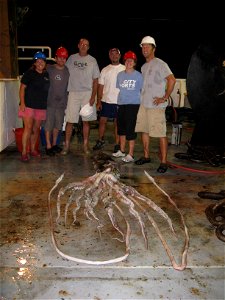 Giant squid (Architeuthis dux) specimen MOL 1130046, trawl netted by NOAA research vessel Godon Gunter off Louisiana, United States. Image by NOAA.