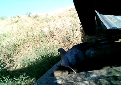 Three critter cams were set up in the Juniper Dunes Wilderness Area in eastern Washington from June 24 until Aug. 18, 2015. While many species came to check out the water stations we did have some ham photo