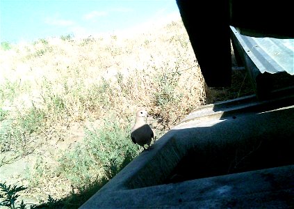 Three critter cams were set up in the Juniper Dunes Wilderness Area in eastern Washington from June 24 until Aug. 18, 2015. While many species came to check out the water stations we did have some ham photo