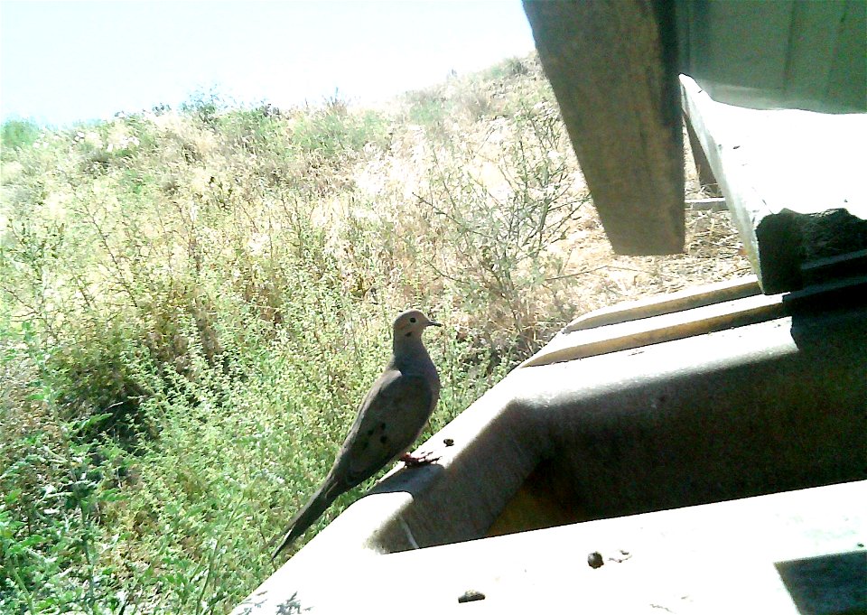 Three critter cams were set up in the Juniper Dunes Wilderness Area in eastern Washington from June 24 until Aug. 18, 2015. While many species came to check out the water stations we did have some ham
