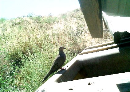 Three critter cams were set up in the Juniper Dunes Wilderness Area in eastern Washington from June 24 until Aug. 18, 2015. While many species came to check out the water stations we did have some ham photo