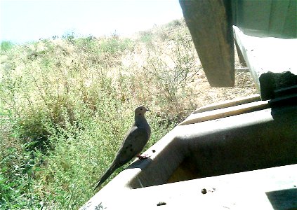 Three critter cams were set up in the Juniper Dunes Wilderness Area in eastern Washington from June 24 until Aug. 18, 2015. While many species came to check out the water stations we did have some ham
