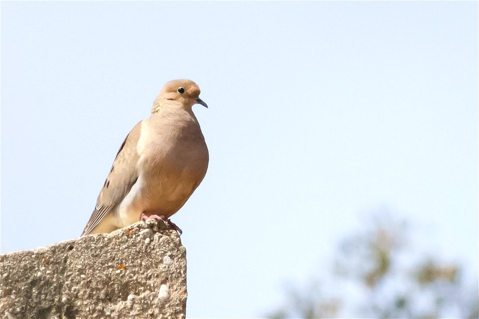 Mourning Dove, Charmlee Wilderness Park (MRCA)