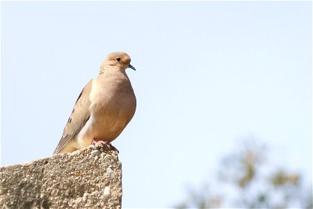 Mourning Dove, Charmlee Wilderness Park (MRCA) photo