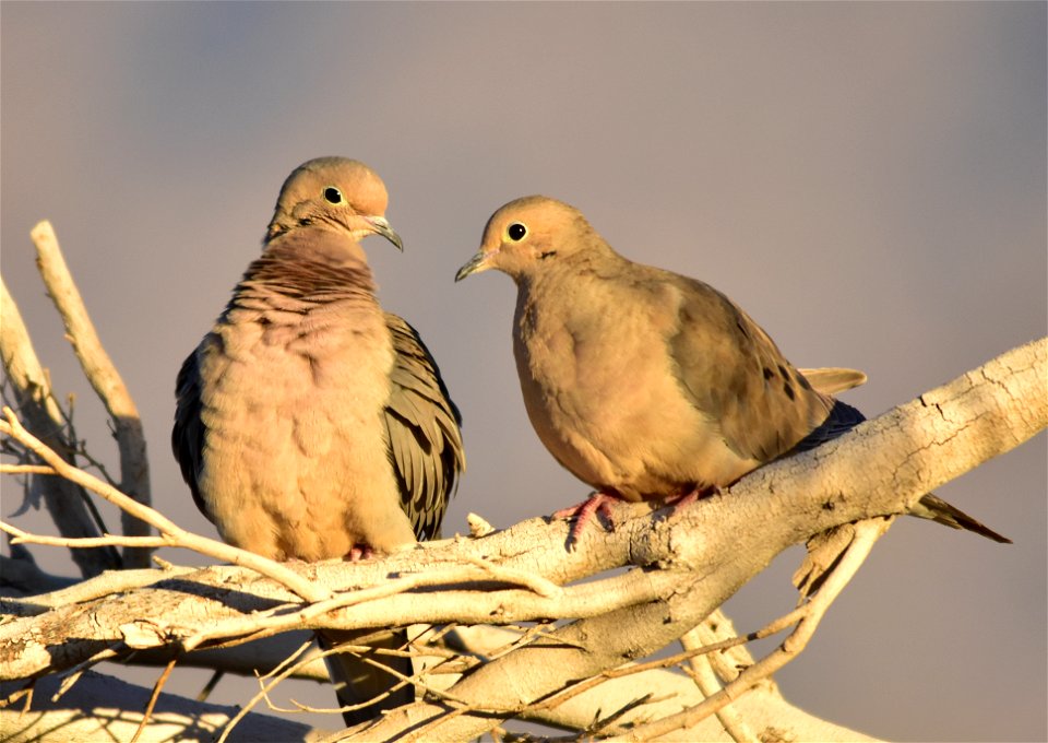 Photo: Tom Koerner/USFWS