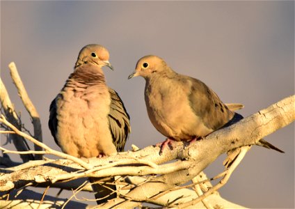 Photo: Tom Koerner/USFWS
