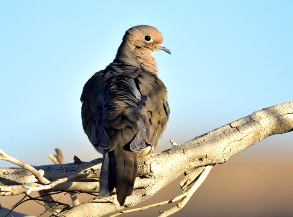 Photo: Tom Koerner/USFWS