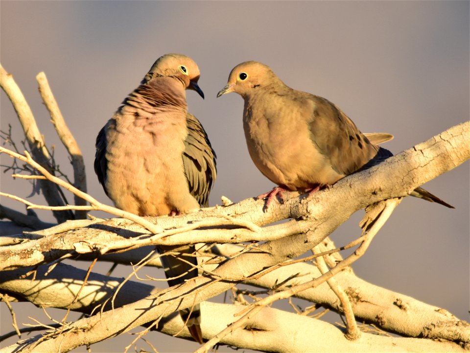 Photo: Tom Koerner/USFWS