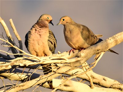 Photo: Tom Koerner/USFWS photo