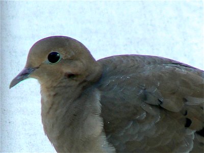 Mourning dove at Cape May National Wildlife Refuge.


Credit: Laura Perlick / USFWS