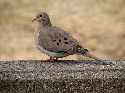 Mourning Dove photo