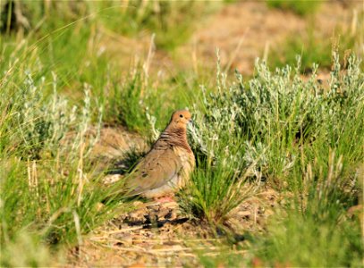 An adult male mourning dove feeding in the sage-steppe on Seedskadee NWR. Photo: Tom Koerner/USFWS photo