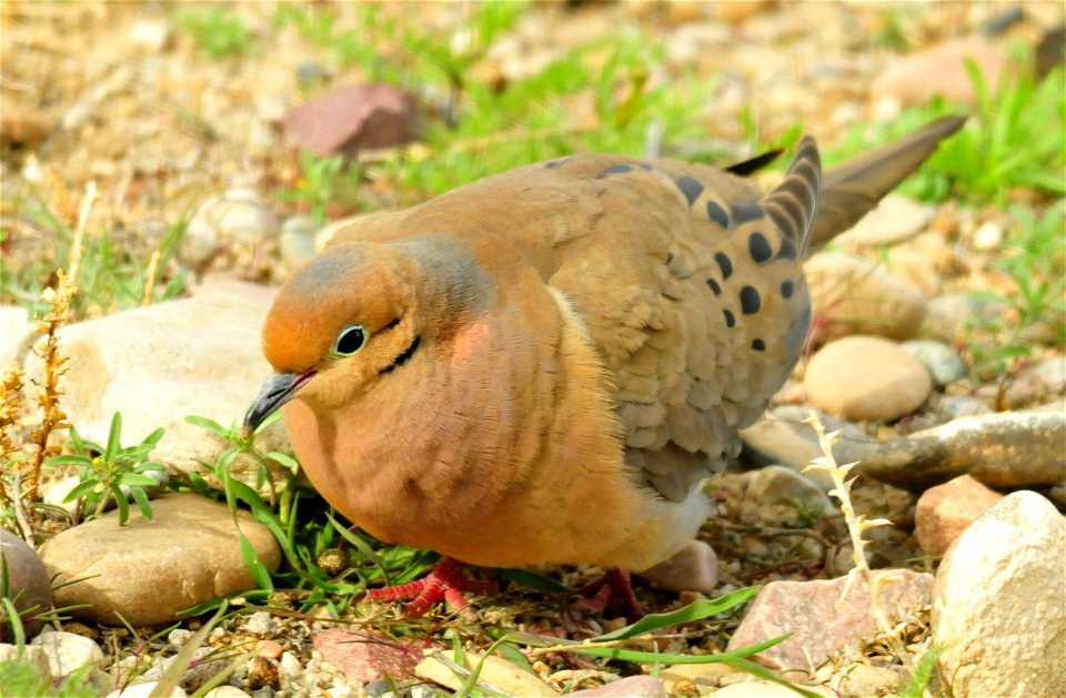 Adult male: iridescent blue and pink on hind neck, with pinkish bloom extending onto breast;  orbital skin pale blue.  Adult female: similar to adult male, but with reduced iridescence and pinkish blo