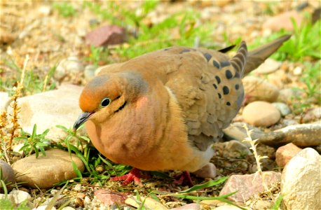 Adult male: iridescent blue and pink on hind neck, with pinkish bloom extending onto breast; orbital skin pale blue. Adult female: similar to adult male, but with reduced iridescence and pinkish blo photo