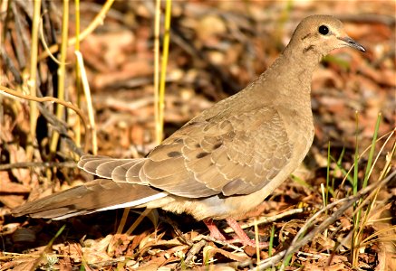 The mourning dove is the most widespread and abundant game bird in North America. Every year hunters harvest more than 20 million, but the mourning dove remains one of our most abundant birds with a U photo