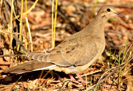 The mourning dove is the most widespread and abundant game bird in North America. Every year hunters harvest more than 20 million, but the mourning dove remains one of our most abundant birds with a U