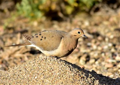 Mourning doves have a gizzard that slowly grinds the seeds they eat.  Grit, or tiny pieces of rocks are eaten along with the seeds to aid the gizzard in the grinding.  Western harvester ant mounds mak