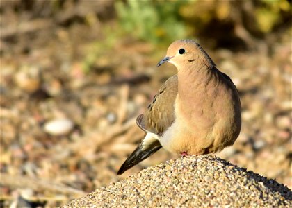 Mourning doves have a gizzard that slowly grinds the seeds they eat. Grit, or tiny pieces of rocks are eaten along with the seeds to aid the gizzard in the grinding. Western harvester ant mounds mak photo