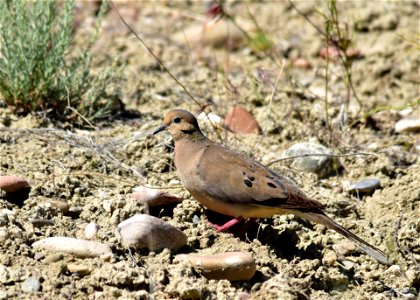 Photo: Tom Koerner/USFWS