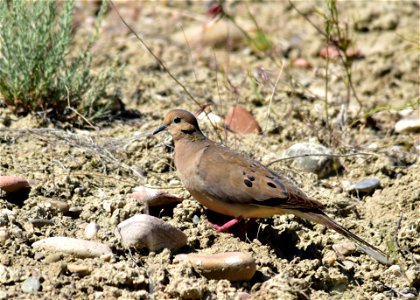 Photo: Tom Koerner/USFWS photo