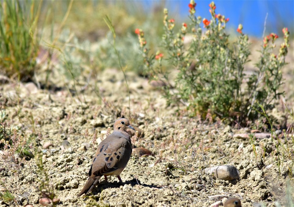 Photo: Tom Koerner/USFWS