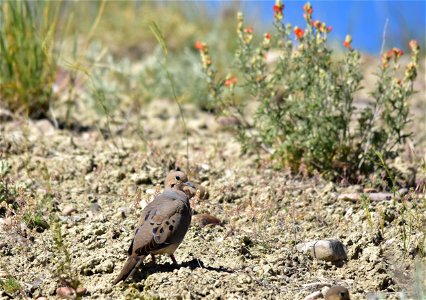 Photo: Tom Koerner/USFWS