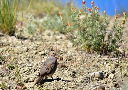 Photo: Tom Koerner/USFWS photo