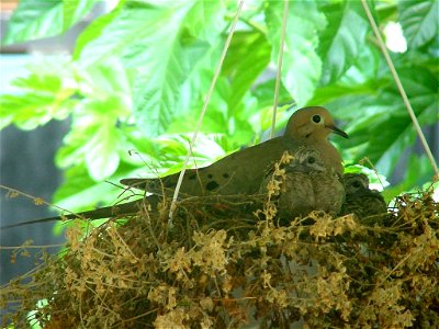 Mourning Dove tending its chicks photo