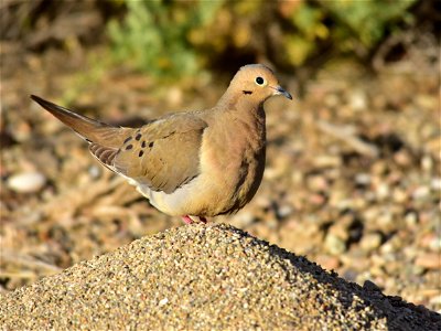 Mourning doves have a gizzard that slowly grinds the seeds they eat. Grit, or tiny pieces of rocks are eaten along with the seeds to aid the gizzard in the grinding. Western harvester ant mounds mak photo