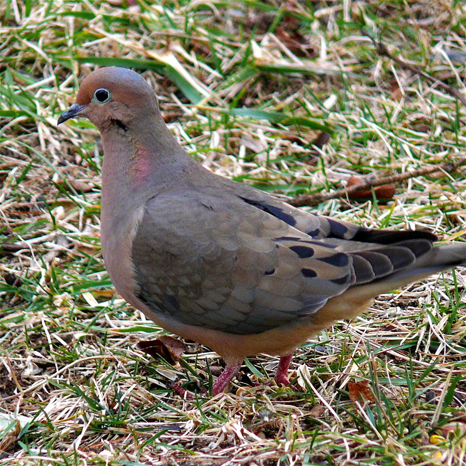 A Mourning Dove (Zenaida macroura) on the ground.Photo taken with a Panasonic Lumix DMC-FZ50 in Caldwell County, NC, USA.