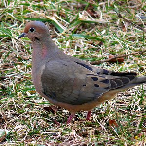A Mourning Dove (Zenaida macroura) on the ground.Photo taken with a Panasonic Lumix DMC-FZ50 in Caldwell County, NC, USA.