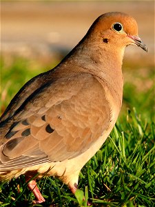 A Mourning Dove (Zenaida macroura) feeding in the grass.Photo taken with a Panasonic Lumix DMC-FZ50 in Caldwell County, NC, USA. photo